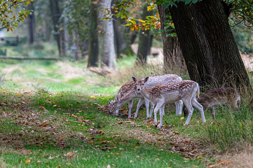 group of fallow deer by Herman Troost fotowerk