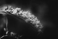 Blume im Sonnenlicht gefangen