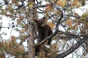 Black bear  cub in Banff National Park, Alberta, Canada