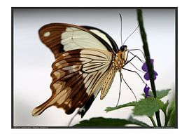 False swallowtail by Matthias Brix