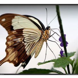 Schein Schwalbenschwanz von Matthias Brix