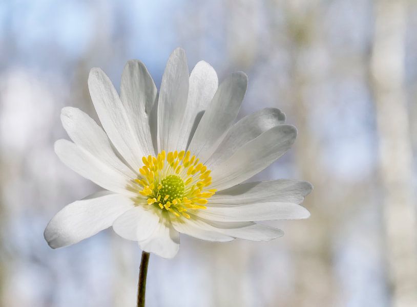 Margriet by Ron Westbroek