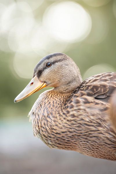 Duck portrait by Bas Leroy