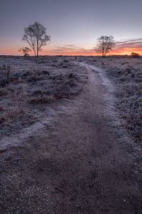 Frostige Temperaturen auf der Heide