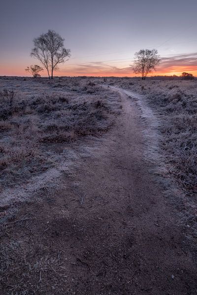 Freezing temperatures on the moors by Moetwil en van Dijk - Fotografie