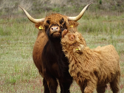 Schotse Hooglander met jong