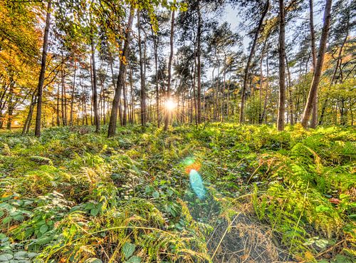 Farnlandschaft in Wallonisch-Brabant von Paul Marnef