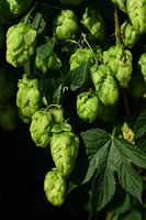 Green hops