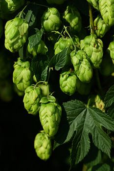 Grüner Hopfen