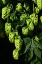 Groene hop van Ulrike Leone thumbnail