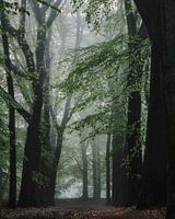 Neblige Waldallee auf der Veluwe