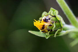 Young elecampane flower by Andreas Paul