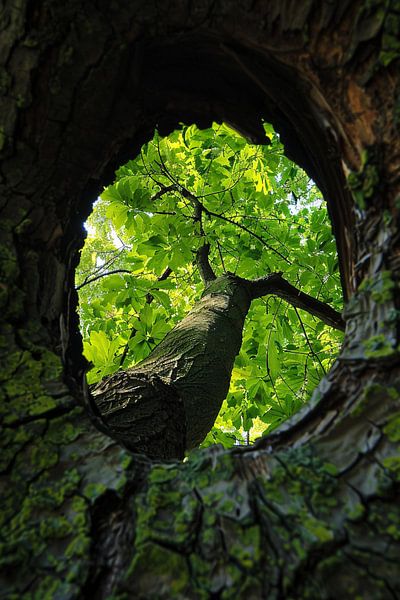 transparent par Imperial Art House