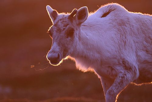 Canadese boskariboe in zonsondergang licht newfoundland Canada