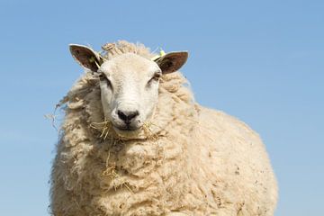 Portrait d'un curieux mouton Texel sur Dagmar Hijmans