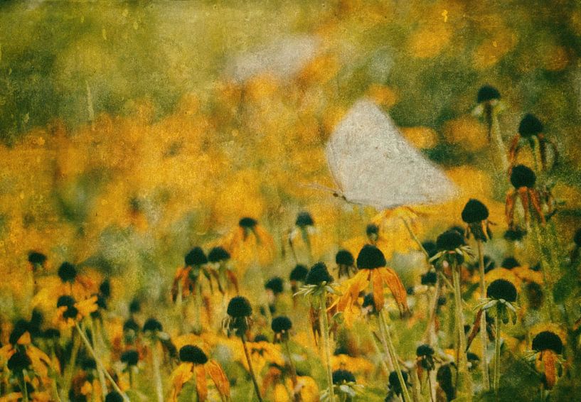 Ende des Sommers von Delphine Devos
