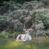 Resting fallow deer by Jack Soffers