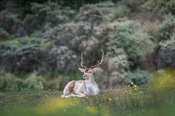 Resting fallow deer