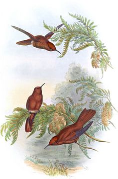 Cinnamon Fire Crown, John Gould van Hummingbirds