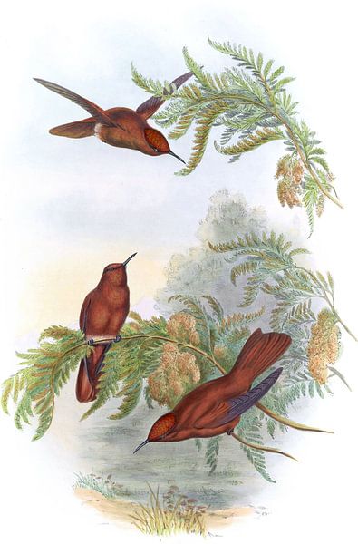 Couronne de feu de cannelle, John Gould par Hummingbirds
