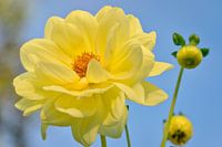 Dahlia Yellow Sneezy