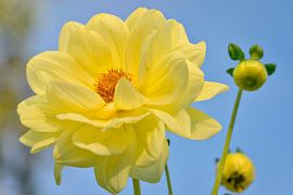 Dahlia Yellow Sneezy by Nicole Jagerman
