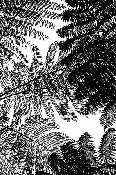 Zwart wit boomvaren abstract van Ellis Peeters