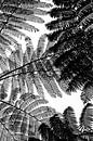 Zwart wit boomvaren abstract van Ellis Peeters thumbnail