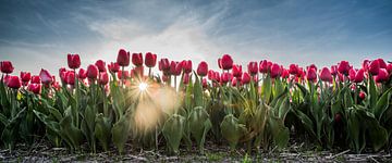 Rode tulpen in het veld van Arjen Schippers