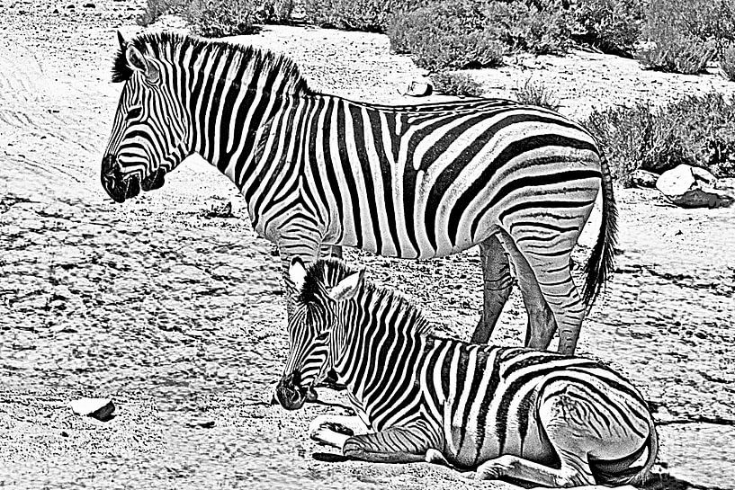 zwei Zebras monochrome mixed media von Werner Lehmann