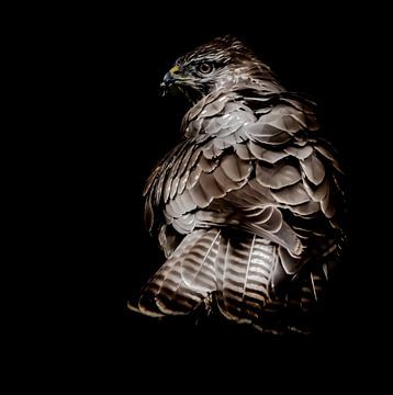 Roofvogel van Hennie Zeij