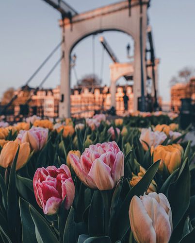 Coucher de soleil et tulipes