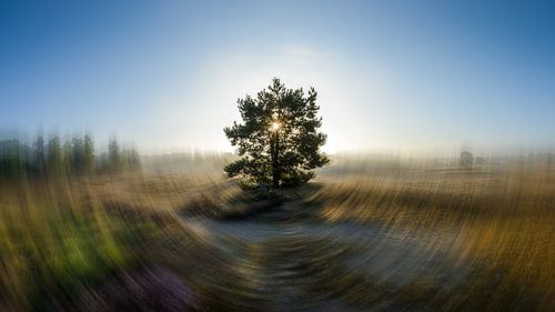 Ode aan de Boom. Loonse en Drunense Duinen.