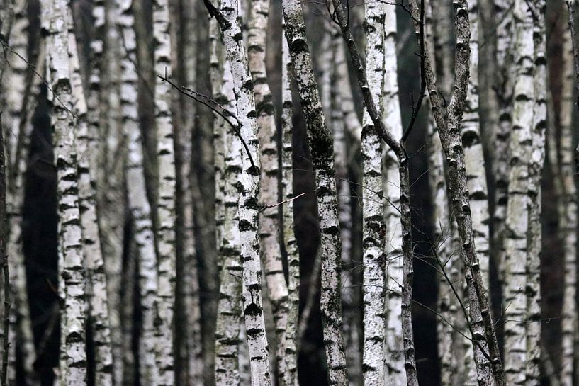 Ich kann den Wald durch die Bäume nicht sehen von Herman van Alfen