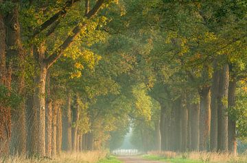 Beech avenue during sunrise with a little fog by Francis Dost
