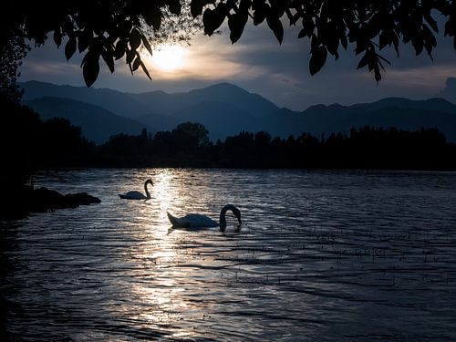 Setje zwanen, sfeerplaat