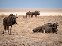 Gnous dans le parc national d'Etosha