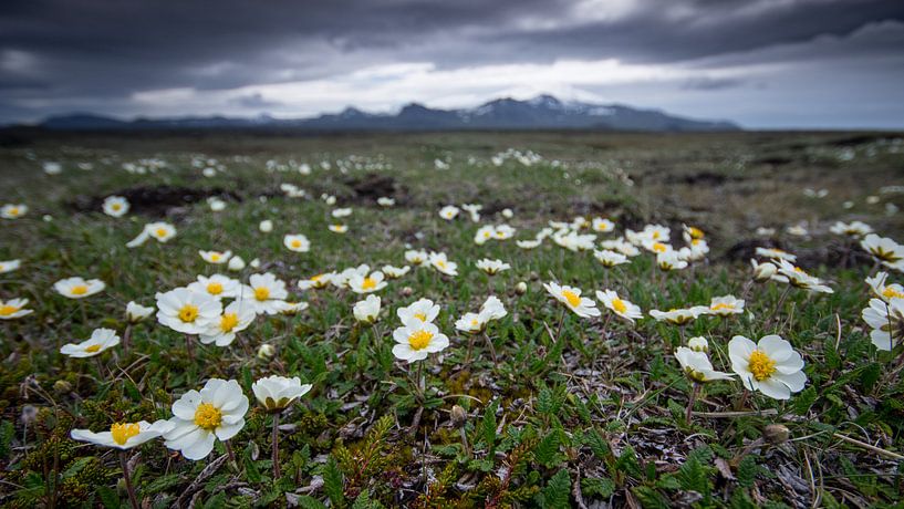 Blumen in der Tundra von Sam Mannaerts