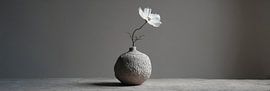 Panorama d'une fleur blanche dans un vase en terre cuite sur Digitale Schilderijen