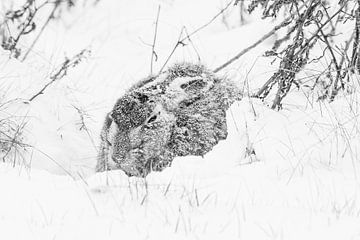 Hare as an ice rabbit by Pieter van Dijk