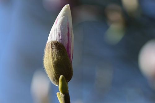 Magnolia in knop