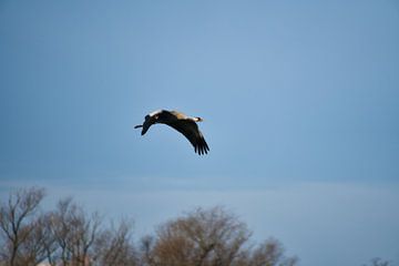 Kraanvogel vliegt over een bos van Martin Köbsch