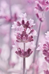 Lavender by Violetta Honkisz