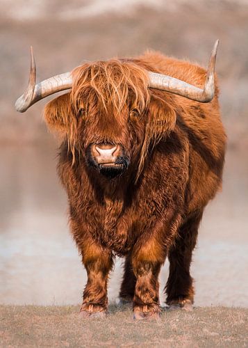 Highlander écossais