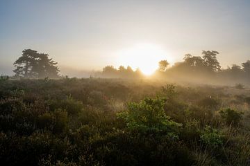 Mist op de heide