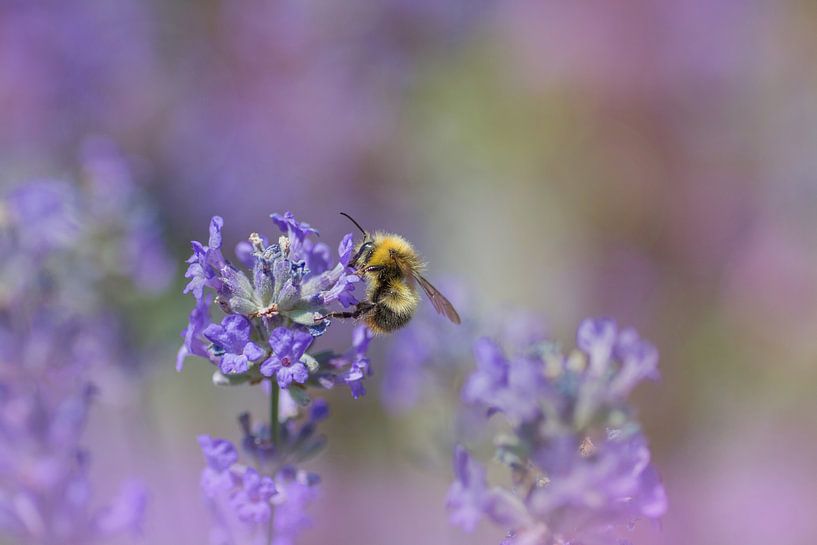 bumble bee on lavender by SusaZoom