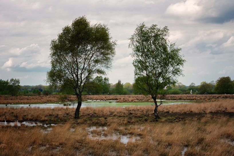 Het Wierdense Veld van Jos Reimering