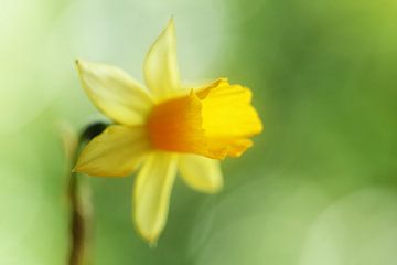 Yellow daffodil by LHJB Photography