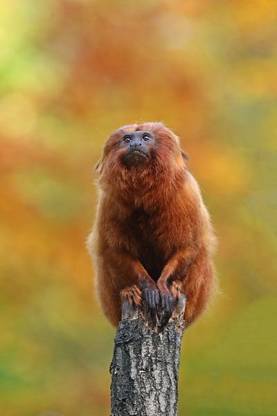 Leontopithecus rosalia by Edwin Butter