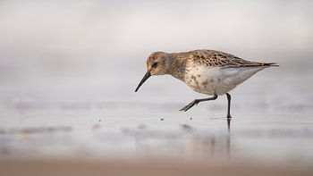 Bonte Strandloper (2)